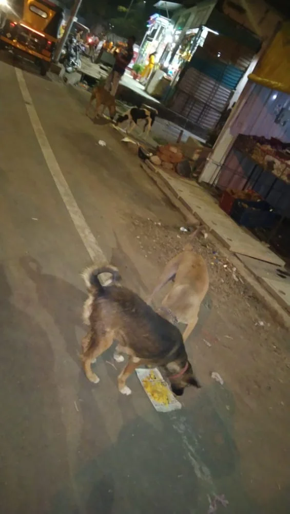 Dog Food Donation Drive