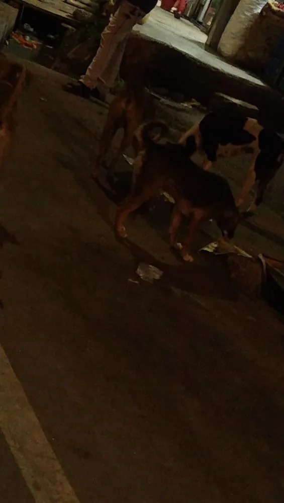 Dog Food Donation Drive