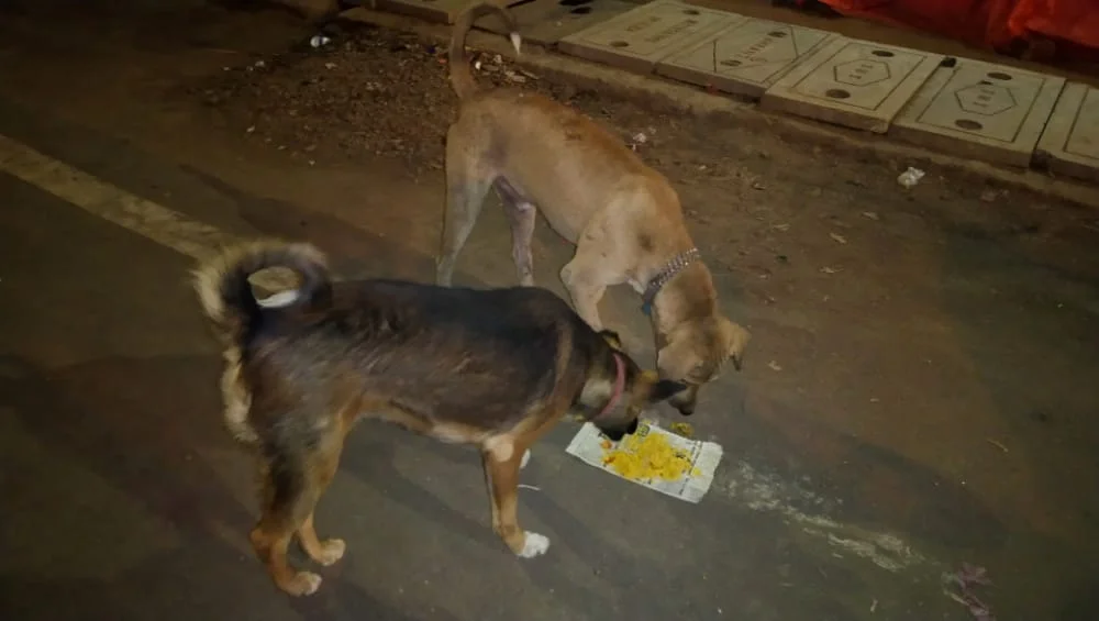 Dog Food Donation Drive